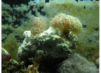 frogspawn.jpg