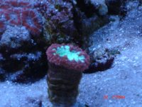 red and green blasto.JPG