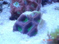 dragon eye favia.JPG