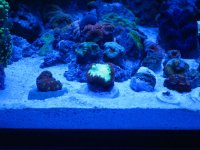 elos tank pics 012.jpg