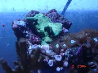 encrusting coral.JPG