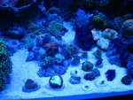 elos tank pics 013.jpg