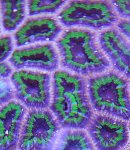 Green_Ring_Acans.jpg