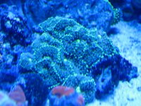 elos tank pics 014.jpg