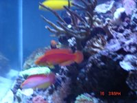 2 male flame wrasses.JPG