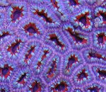 PurpleCenter_Acans.jpg