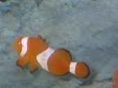 clown fish.jpg