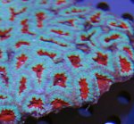 Acan_1.jpg