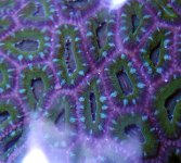 Acan_2.jpg