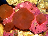 sasinow red mushrooms.jpg