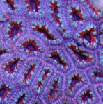 Acan_3.jpg