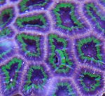 Acan_4.jpg