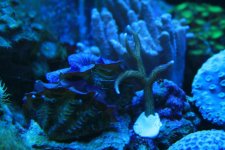 blue polyp birdsnest.jpg