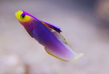 helfrichi2 attach.jpg