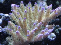 purplecorals 002.jpg