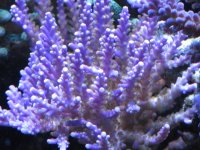 purplecorals 003.jpg