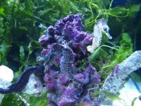 seahorse 013.jpg