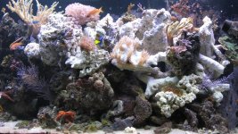new rocks in reef 005.jpg
