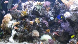 new rocks in reef 006.jpg
