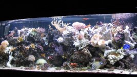 new rocks in reef 007.jpg