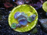 fish tank 1 002.jpg