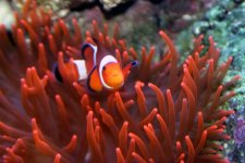 clown_anemone.jpg