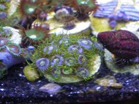 fish tank 1 007.jpg