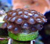 ZOAS713.jpg