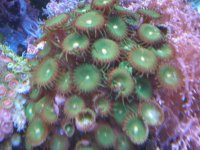 fish tank 1 024.jpg
