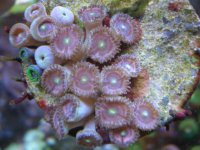 fish tank 1 046.jpg