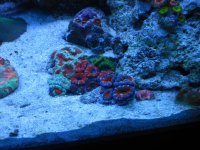 new tank pics 023.jpg