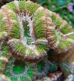 Green Acan-1.jpg