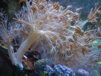 fish tank 1 052.jpg