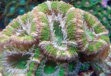 Green Acan-2.jpg