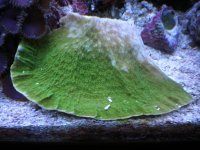 fish tank 1 073.jpg