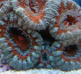 Red Green Acan-2.jpg