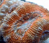 Red Acan-3.jpg