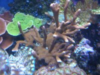 fish tank 1 078.jpg