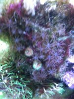 coralblasto.jpg