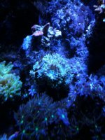 coralduncan.jpg