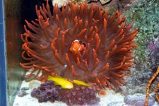 clown_gobies2.jpg