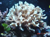BIRDSNEST COLONY.jpg