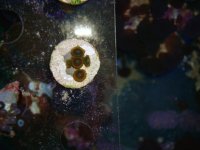 WYSIWYG 5 Polyp Zoa Green with Yellow Skirt $10.00.jpg
