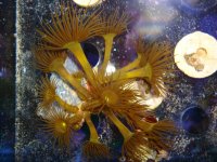 WYSIWYG Yellow Button Polyps $25.00.jpg