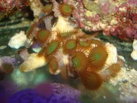 Green Button Polyps Frag 2.jpg