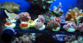 DSC_0635po.jpg