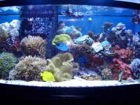 tank updated 12 27 2009 001.jpg