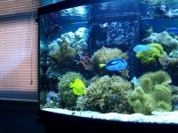 tank updated 12 27 2009 004.jpg