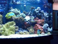 tank updated 12 27 2009 003.jpg