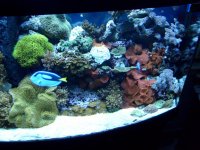 tank updated 12 27 2009 009.jpg